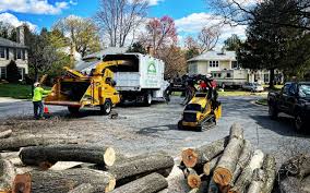 Best Storm Damage Tree Cleanup  in Mullica Hill, NJ