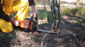 Best Root Management and Removal  in Mullica Hill, NJ