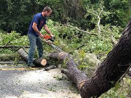 Best Tree Mulching  in Mullica Hill, NJ