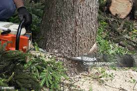 Best Utility Line Clearance  in Mullica Hill, NJ