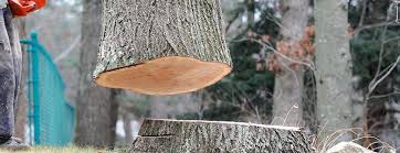 Best Arborist Consultation Services  in Mullica Hill, NJ