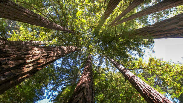 Trusted Mullica Hill, NJ Tree Services Experts