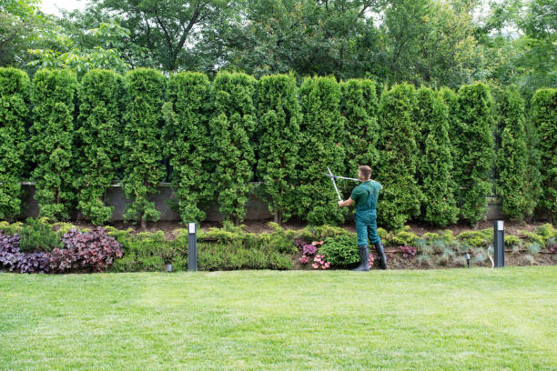 Best Tree Disease Treatment  in Mullica Hill, NJ