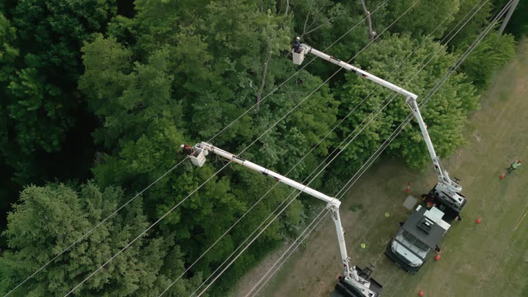  Mullica Hill, NJ Tree Services Pros