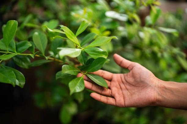 Best Tree Preservation Services  in Mullica Hill, NJ