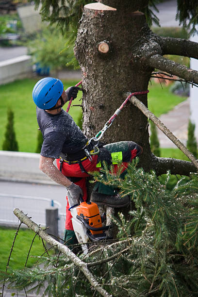 Best Tree Cabling and Bracing  in Mullica Hill, NJ