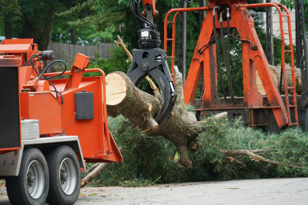 Best Tree Preservation Services  in Mullica Hill, NJ