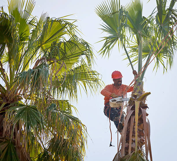 Best Tree Risk Assessment  in Mullica Hill, NJ