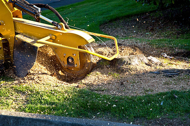 Best Pest Control for Lawns  in Mullica Hill, NJ